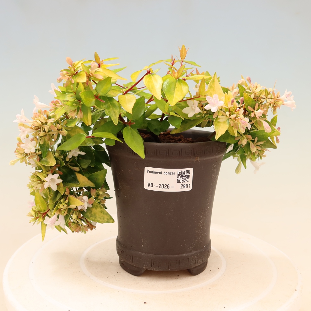 Kültéri bonsai – Abelia gr. Kleidoscope – Nagyvirágú abélia