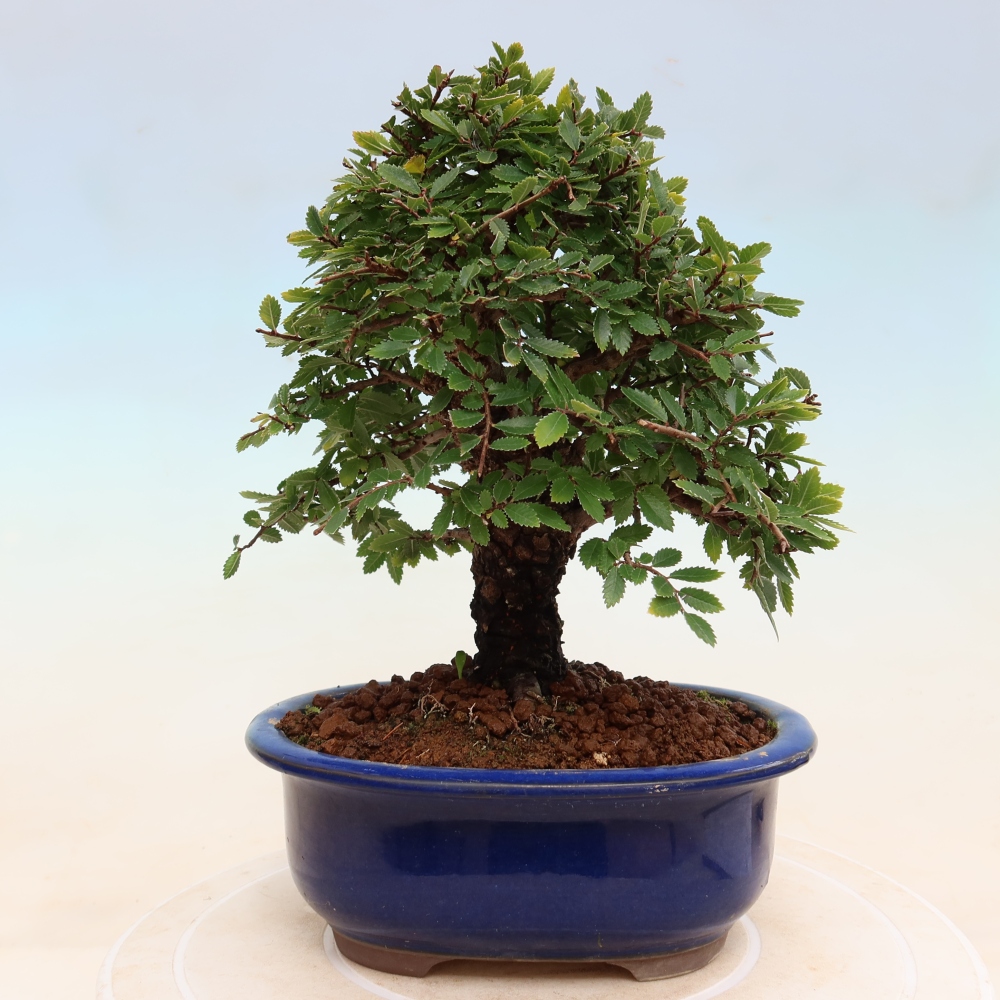 Kültéri bonsai - Zelkova - Zelkova NIRE