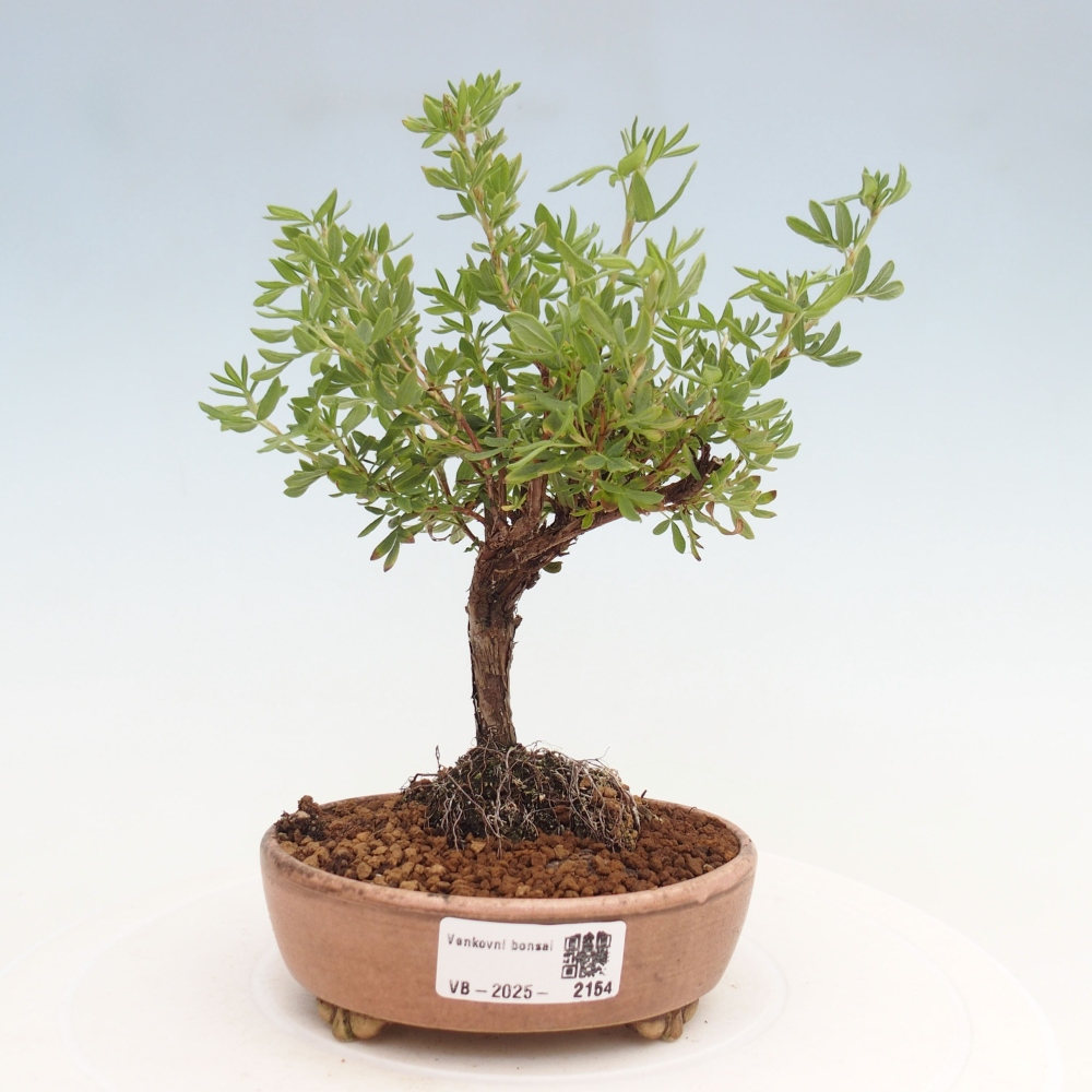 Kültéri bonsai - Potentila fruticosa sárga Bird