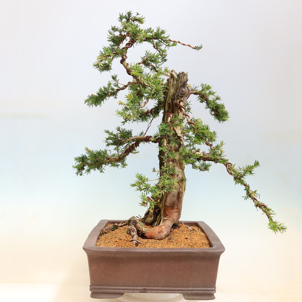Kültéri bonsai – Taxus baccata – Vörös tiszafa