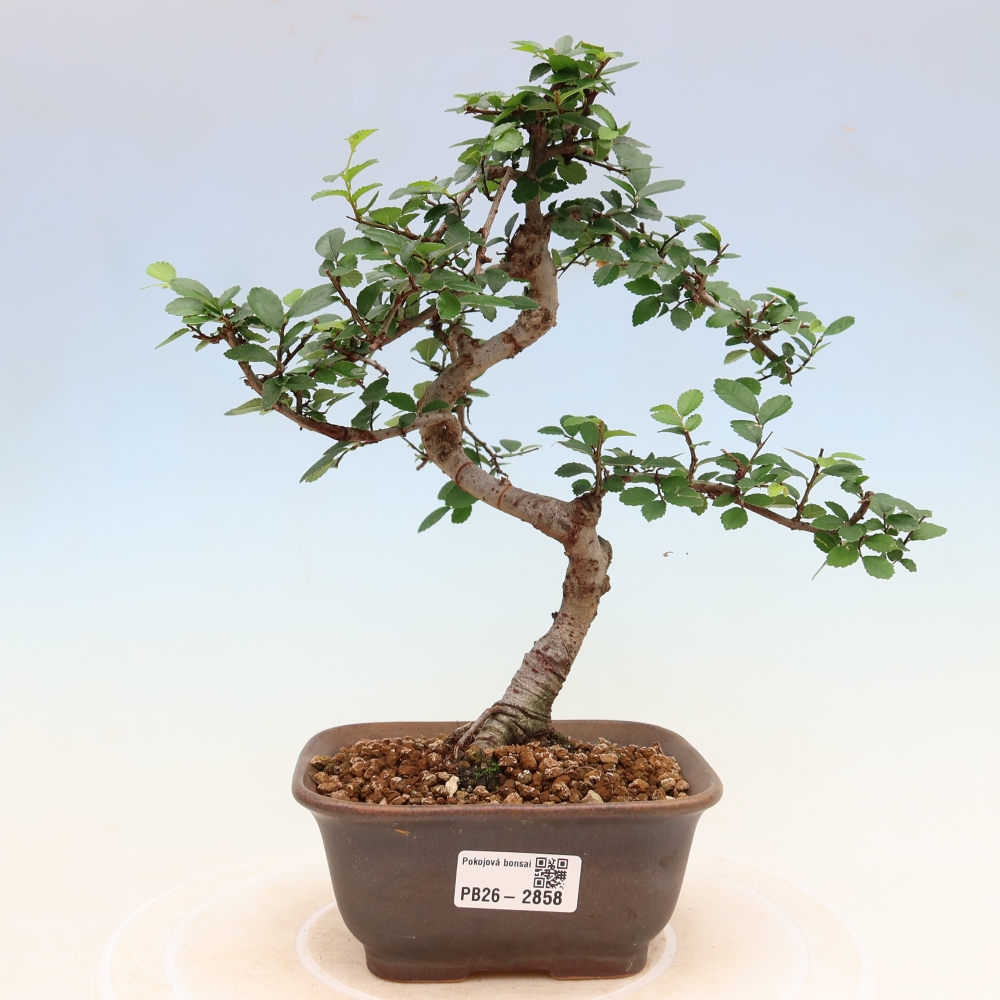 Szobai bonsai - Ulmus parvifolia - Kislevelű szilfa