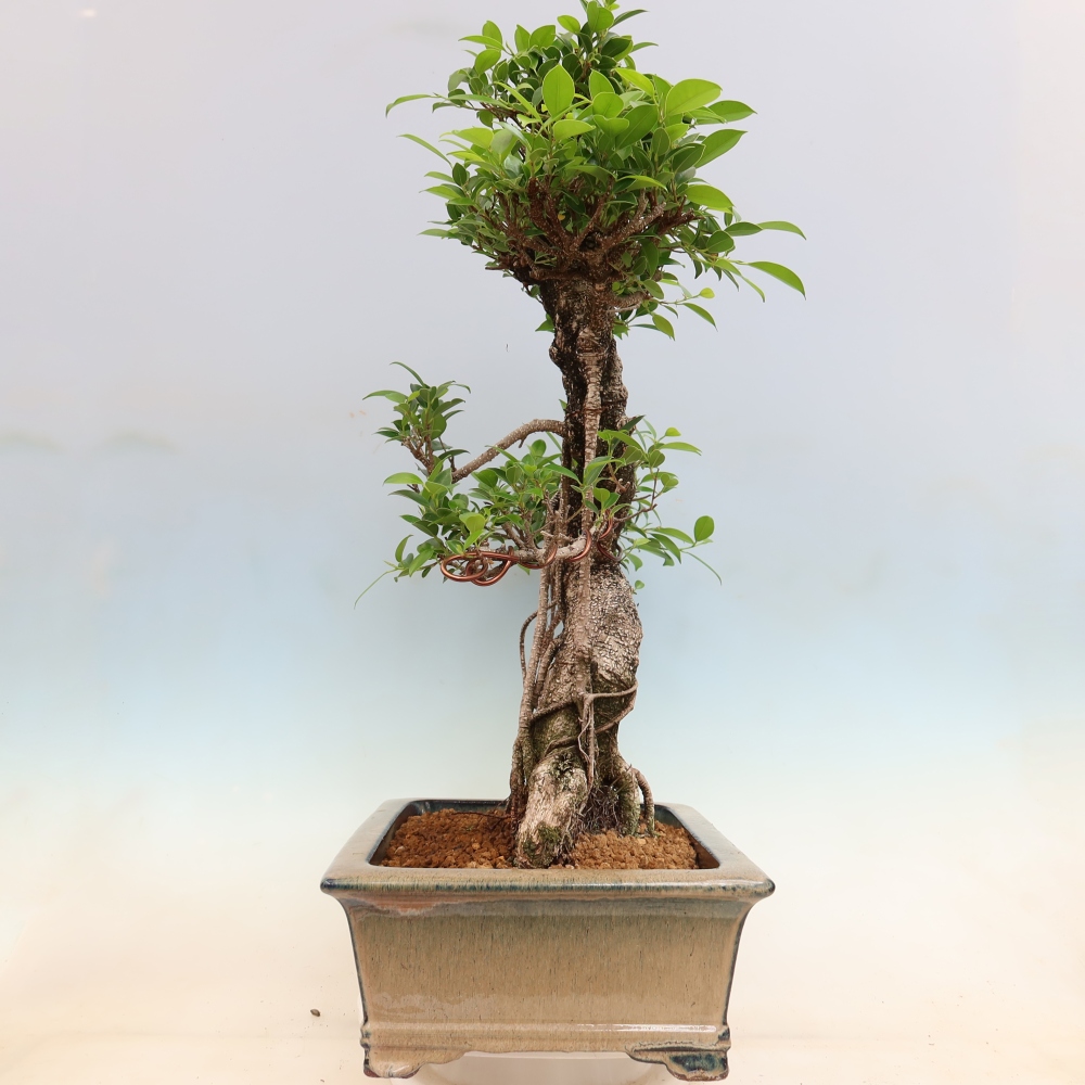 Szobai bonsai - Ficus kimmen - kislevelű fikusz