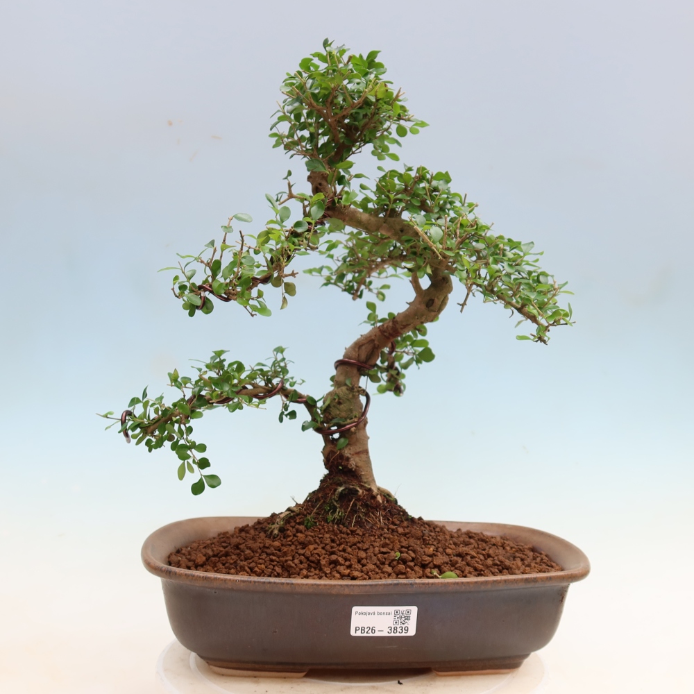 Szobai bonsai -Ligustrum retusa - kislevelű madárcsőrű
