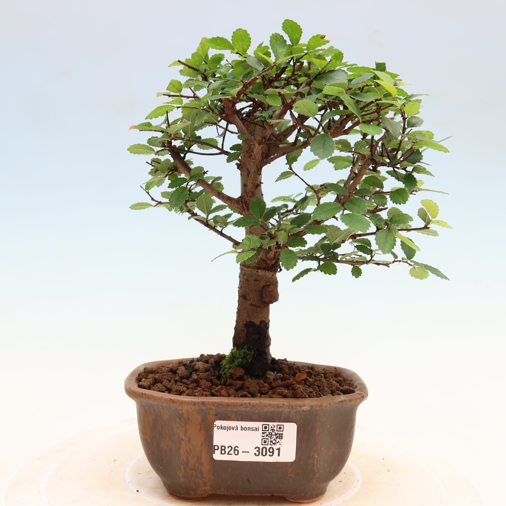 Szobai bonsai - Ulmus parvifolia - Kislevelű szilfa