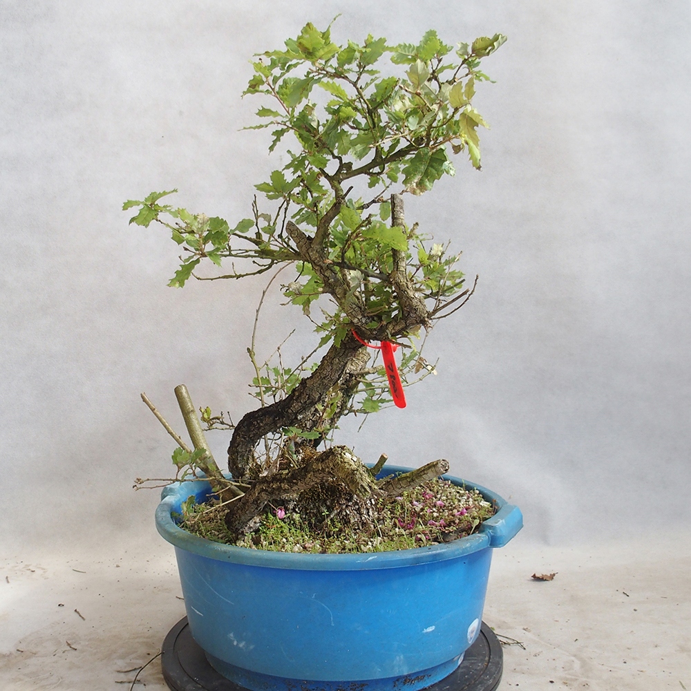 Kültéri bonsai Quercus Cerris - Tölgy Cer