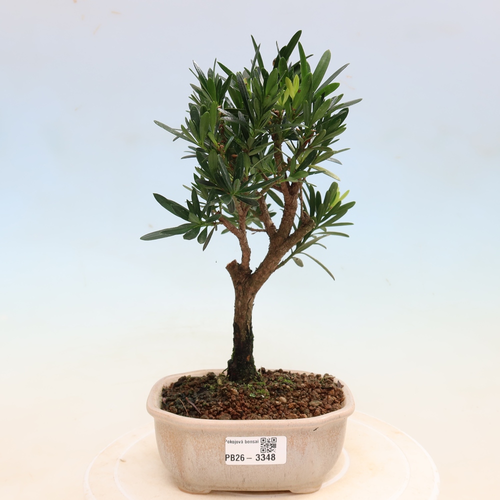 Szobai bonsai - Podocarpus - Kőtiszafa