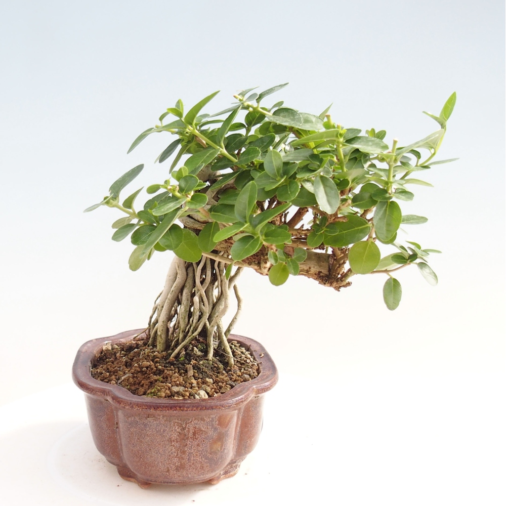 Beltéri bonsai - Premna serratifolia - Kozlovna malolista