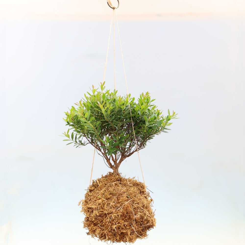 Kokedama kerámiában -Syzygium - Pimento fa