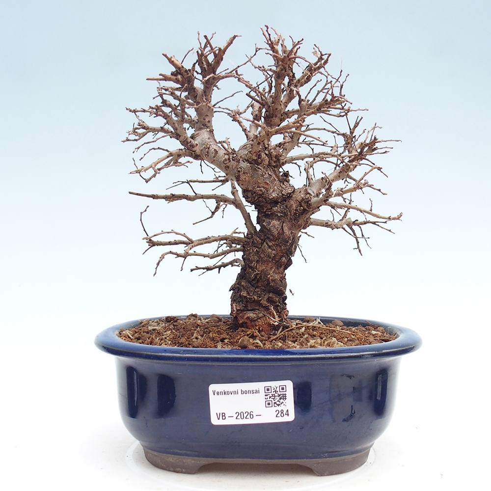 Kültéri bonsai - Zelkova - Zelkova NIRE