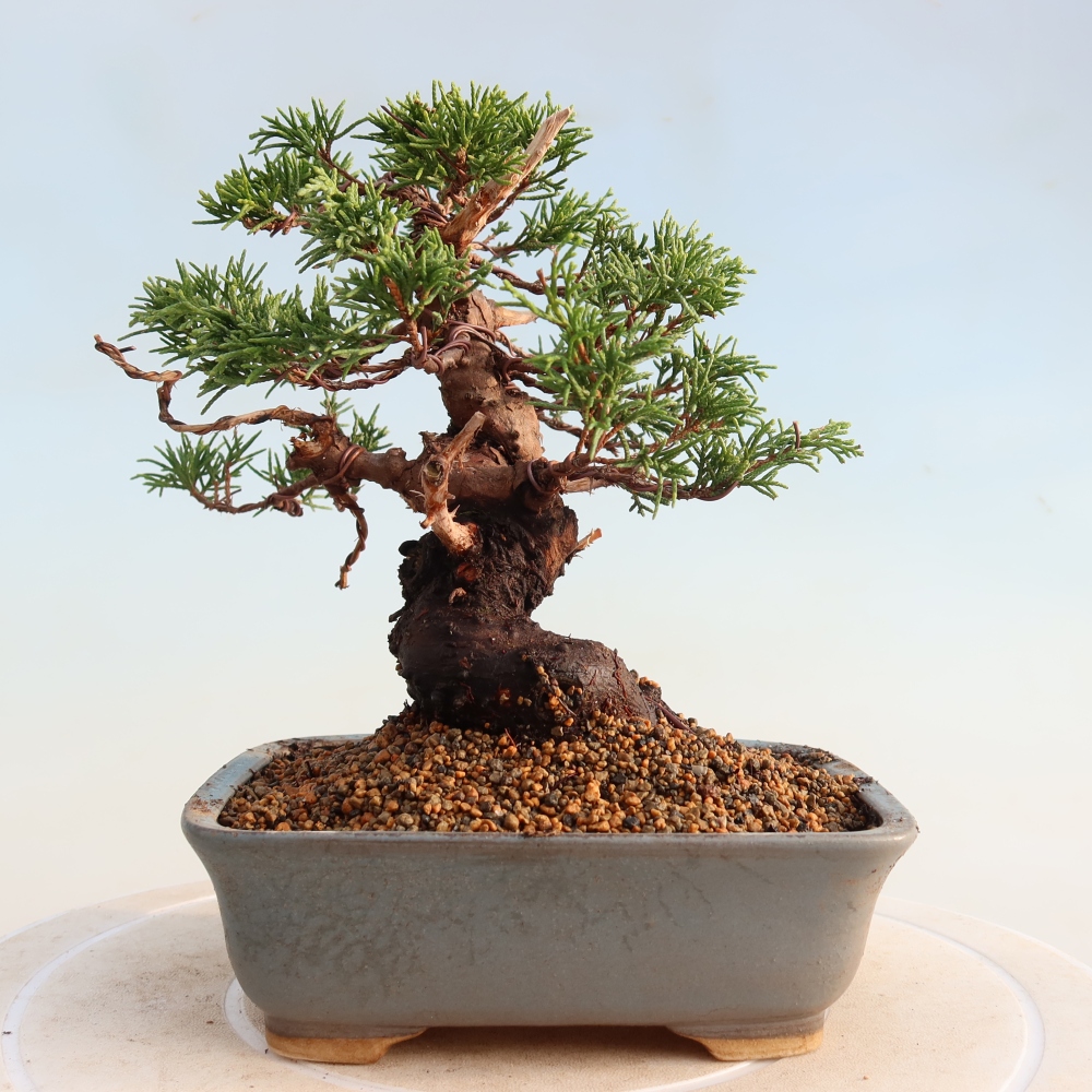Kültéri bonsai - Juniperus chinensis Itoigawa