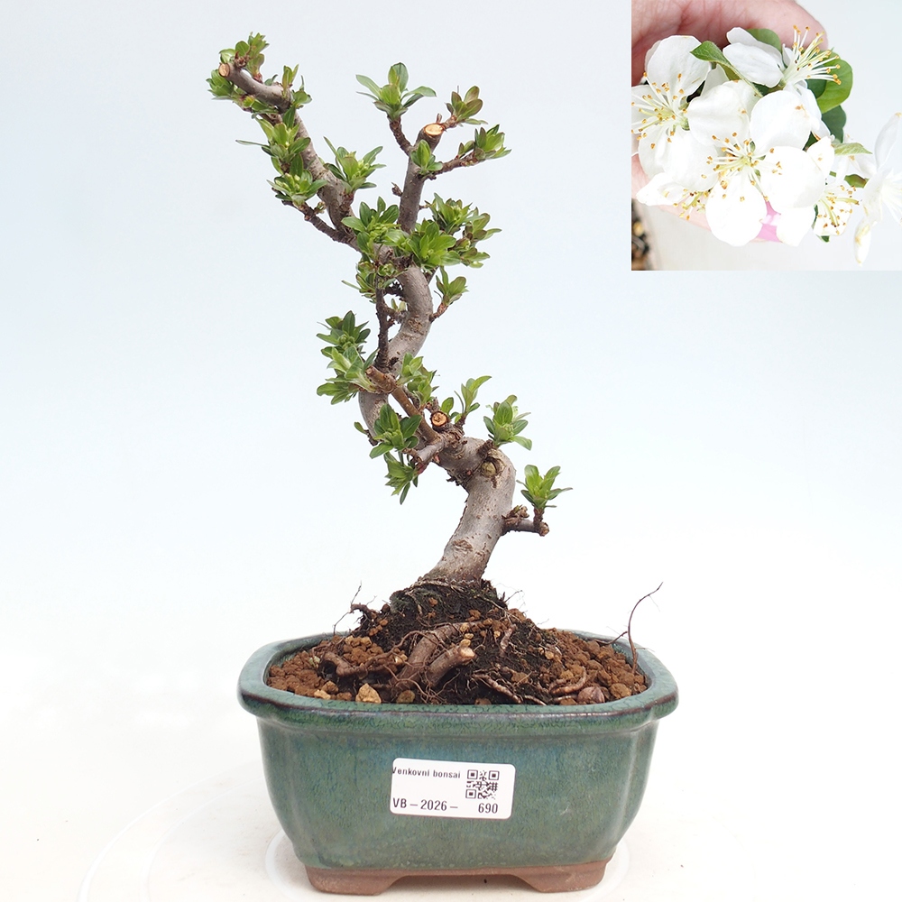 Kültéri bonsai - Malus sargentii - Kis gyümölcsű almafa