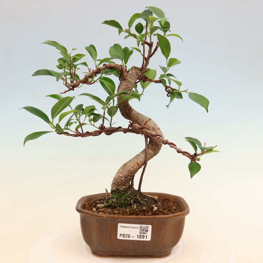 Szobai bonsai - Ficus retusa - kislevelű fikusz