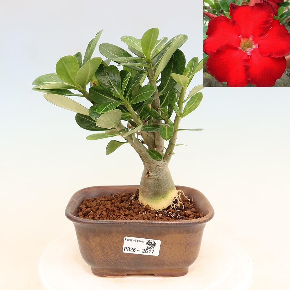 Szobabonsai – Adenium obesum Red Star – Sivatagi rózsa