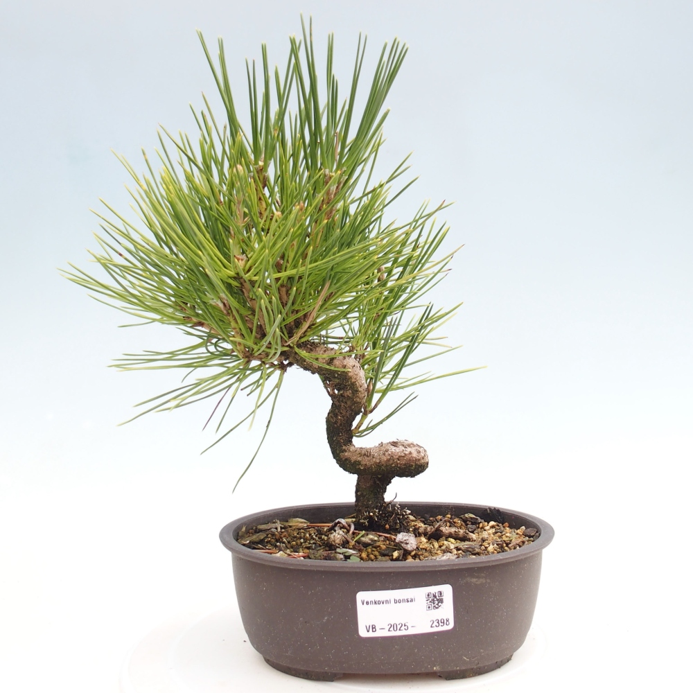 Kültéri bonsai - Pinus thunbergii - Thunberg fenyő
