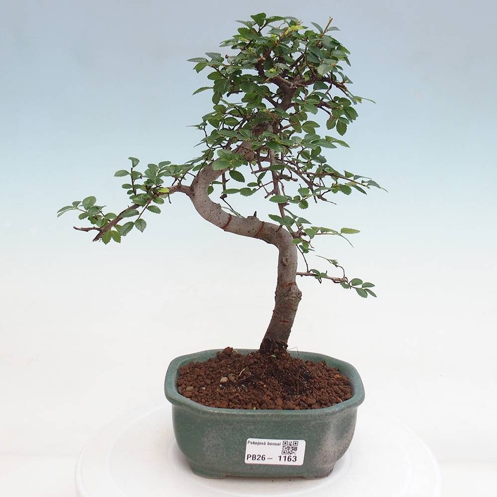 Szobai bonsai - Ulmus parvifolia - Kislevelű szilfa
