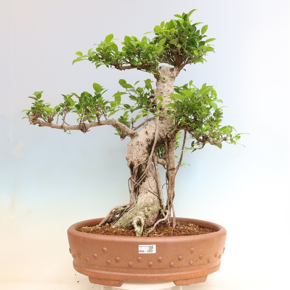 Szobai bonsai - Ficus kimmen - kislevelű fikusz