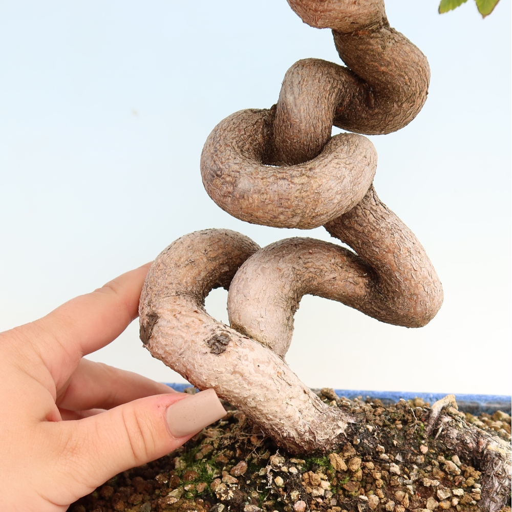 Kültéri bonsai -Carpinus CARPINOIDES - Koreai gyertyánfa