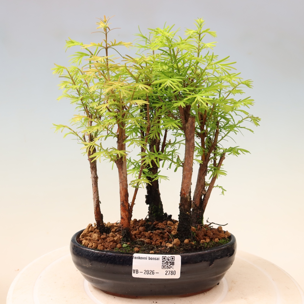 Kültéri bonsai – Metasequoia glyptostroboides – kínai metasequoia – kis erdő