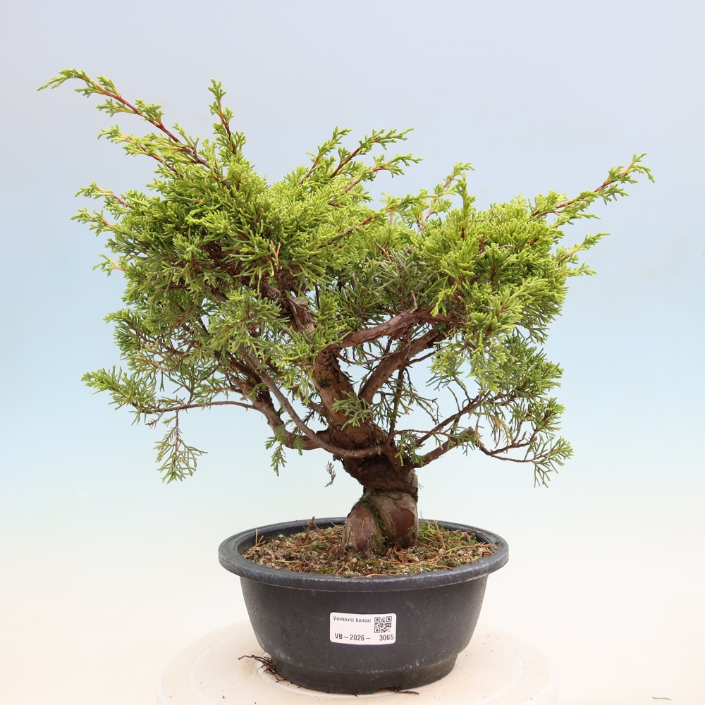 Kültéri bonsai - Juniperus chinensis Itoigawa-Juniperus chinensis