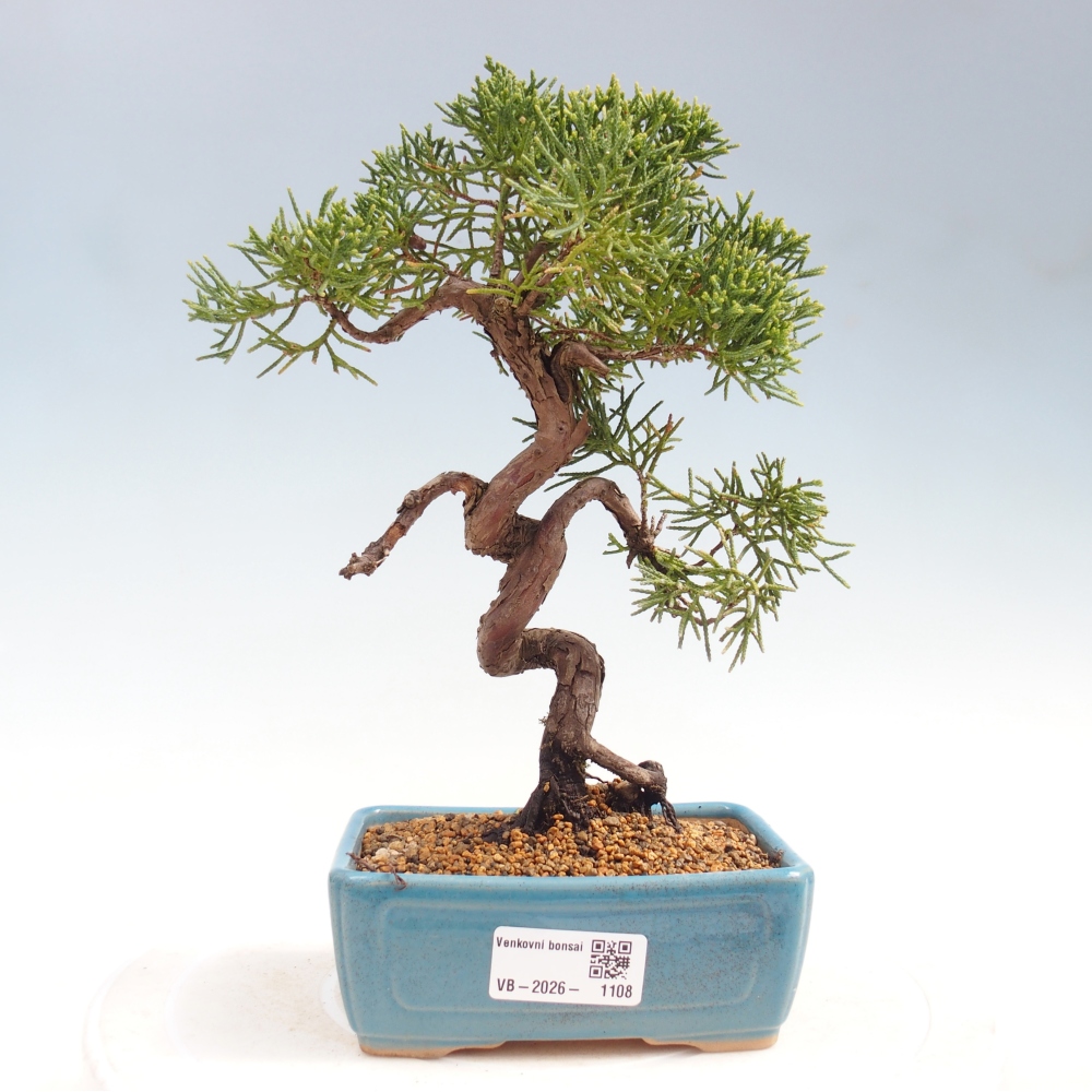 Kültéri bonsai - Juniperus chinensis Kishu