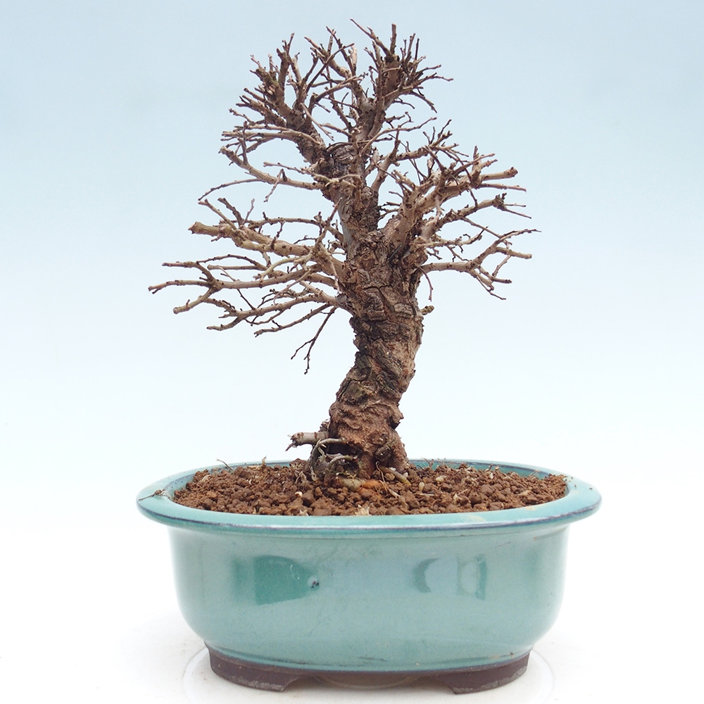 Kültéri bonsai - Zelkova - Zelkova NIRE