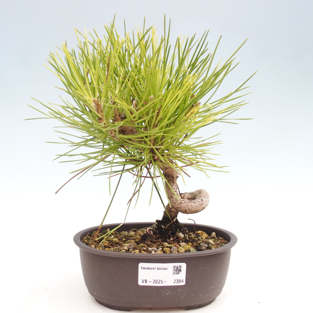 Kültéri bonsai - Pinus thunbergii - Thunberg fenyő
