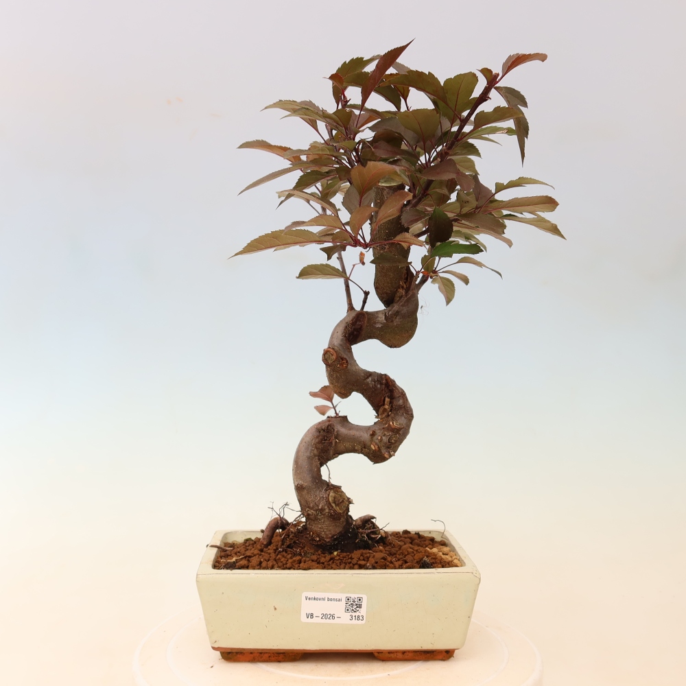 Kültéri bonsai -Malus domestica - Kis gyümölcsű piros levelű almafa