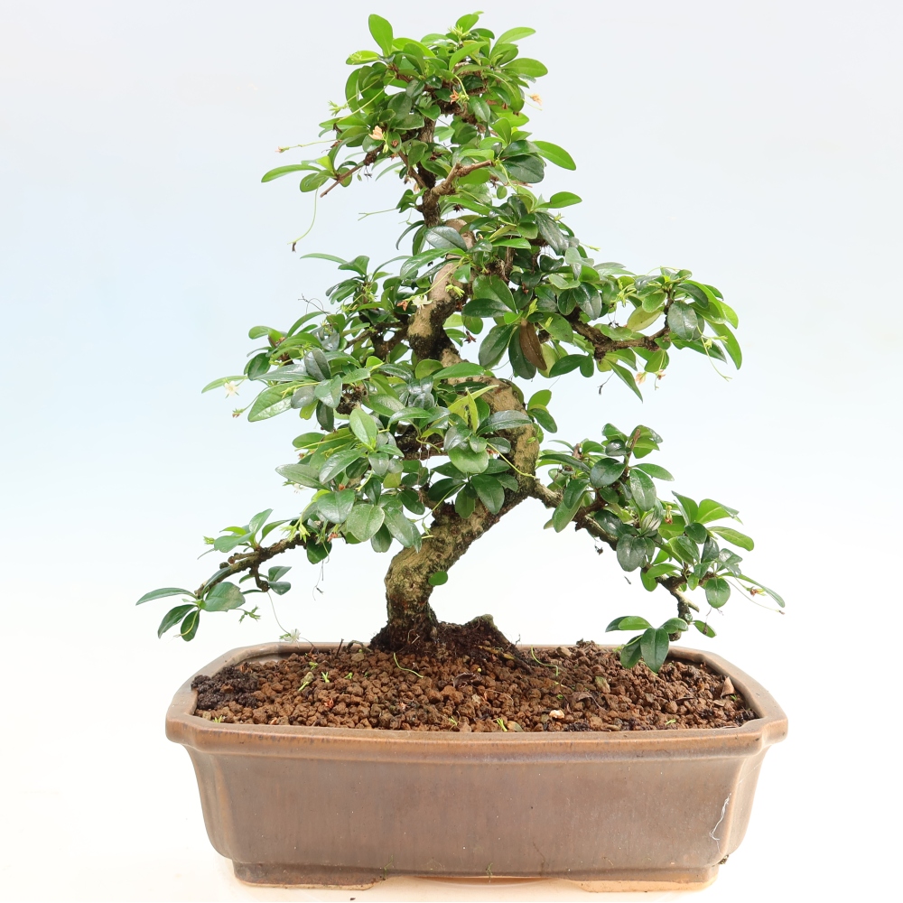 Szobai bonsai - Carmona macrophylla - Tea fuki