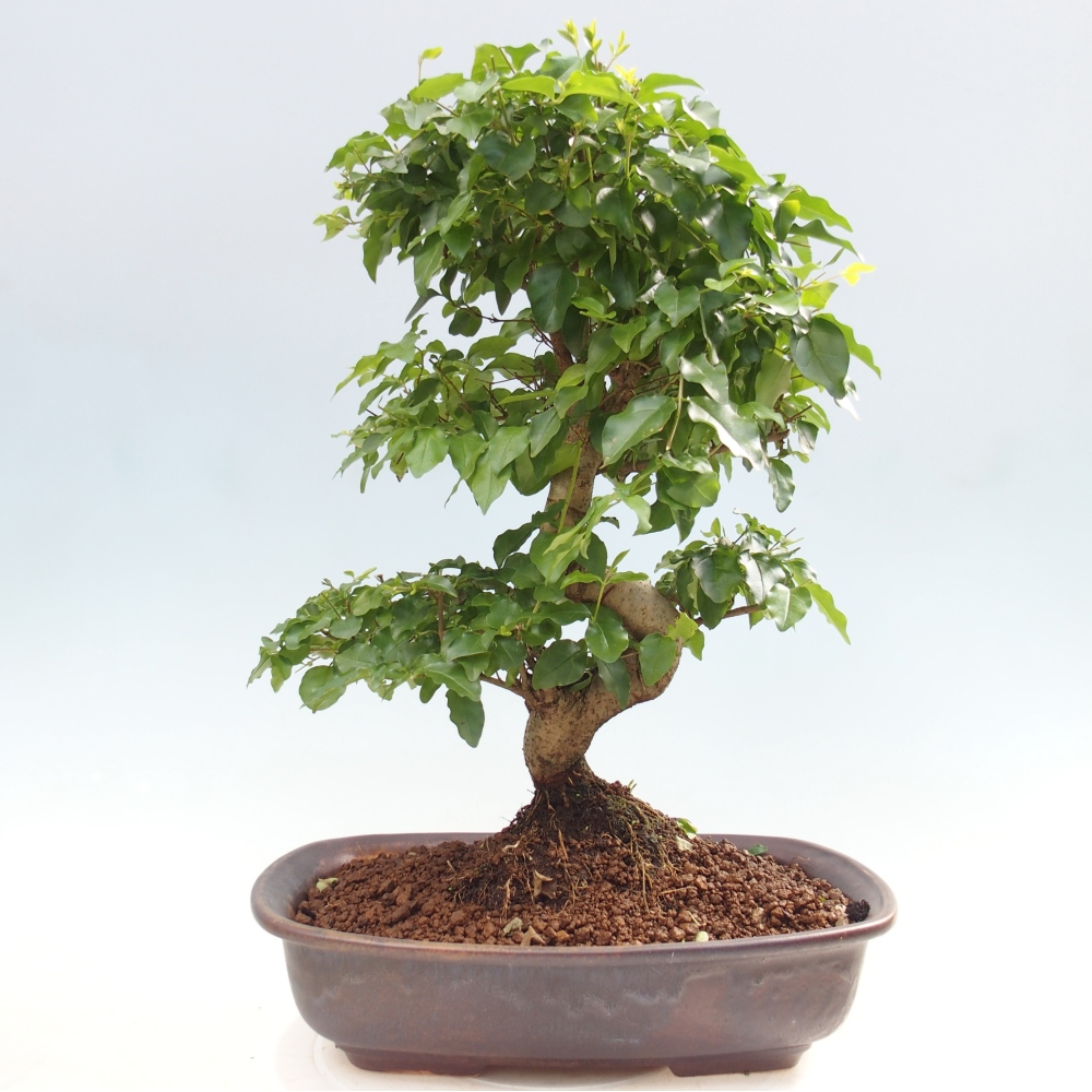 Szobai bonsai -Ligustrum chinensis - Madárcsőr