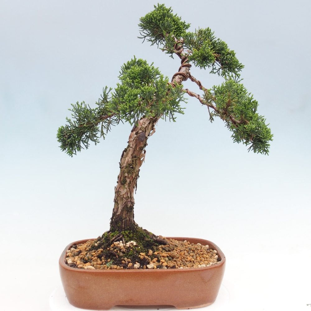 Kültéri bonsai - Juniperus chinensis Kishu