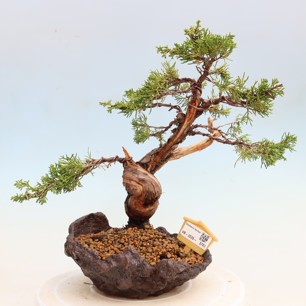 Kültéri bonsai - Juniperus chinensis Itoigawa-Juniperus chinensis