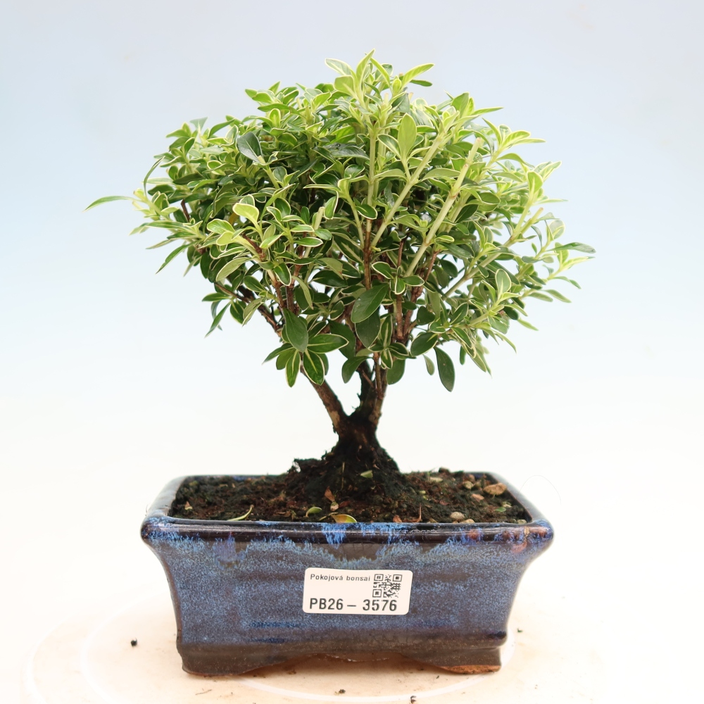 Szobai bonsai - Serissa foetida Variegata - Az ezer csillag fája