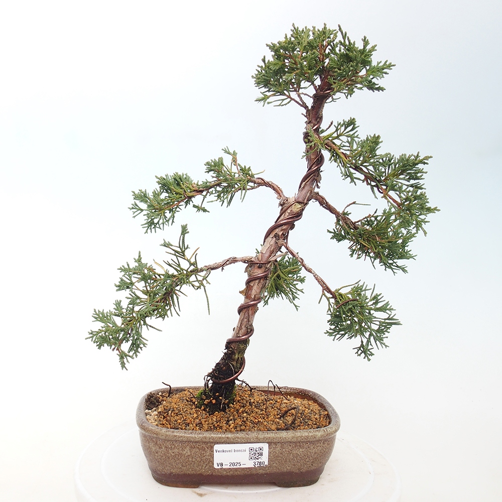 Kültéri bonsai - Juniperus chinensis Kishu