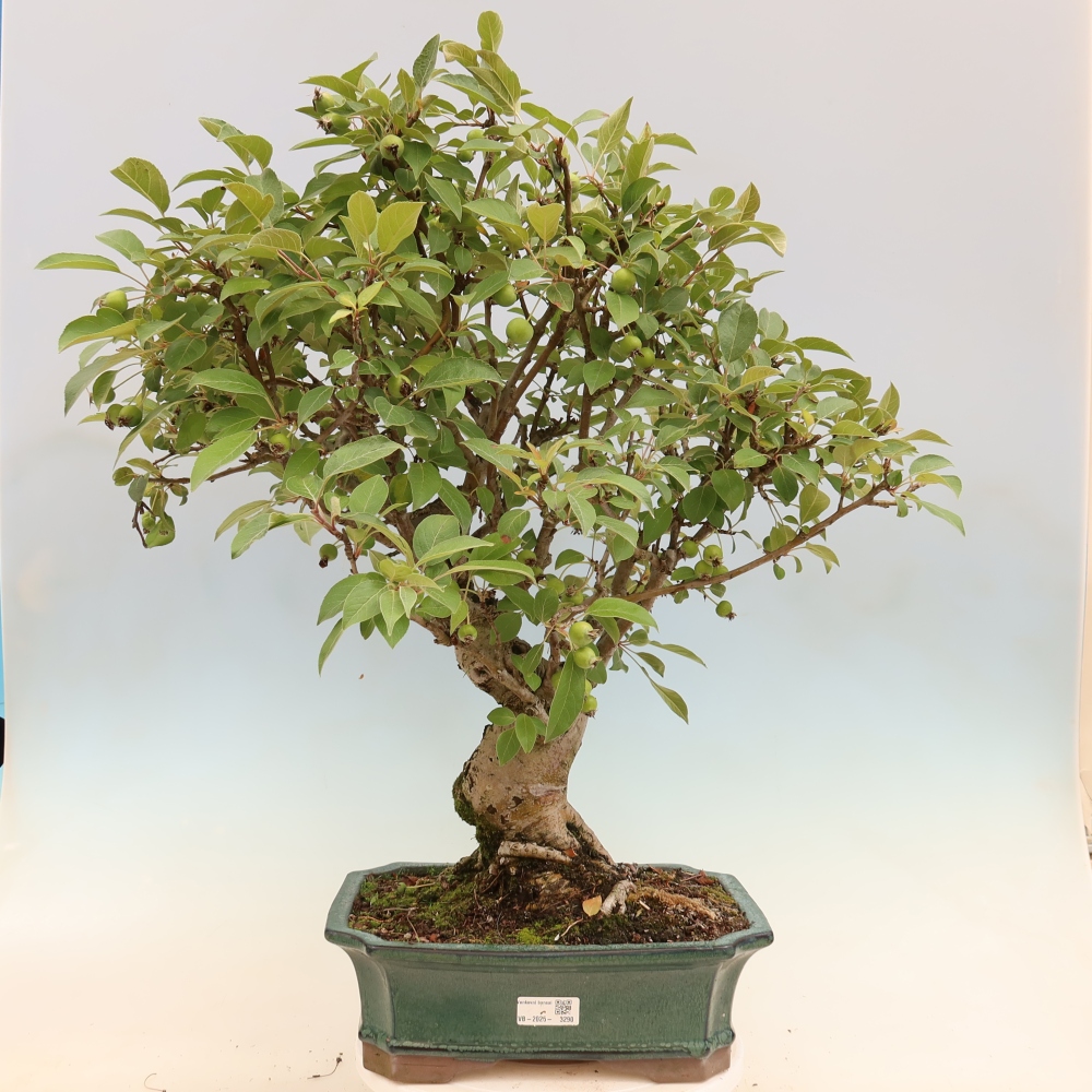 Kültéri bonsai -Malus halliana - Kis gyümölcsű almafa