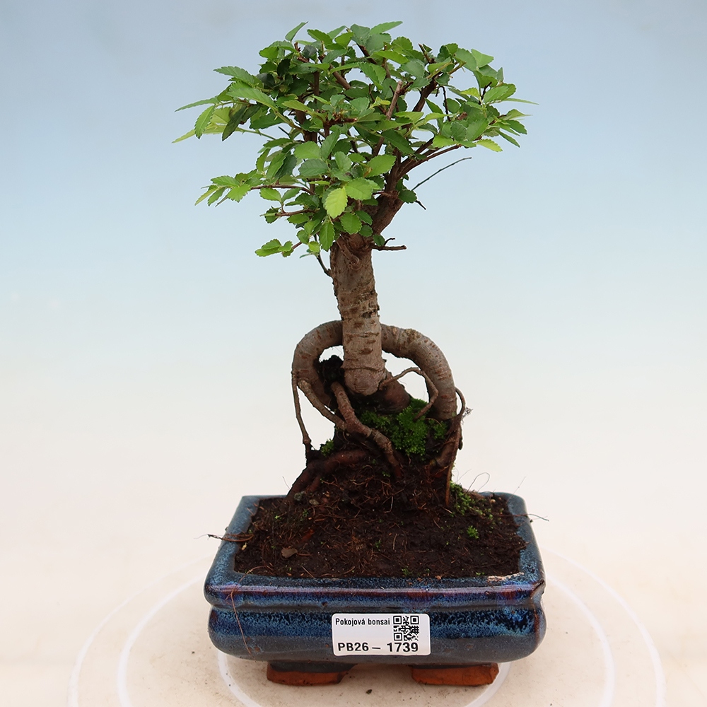 Szobai bonsai - Ulmus parvifolia - Kislevelű szilfa
