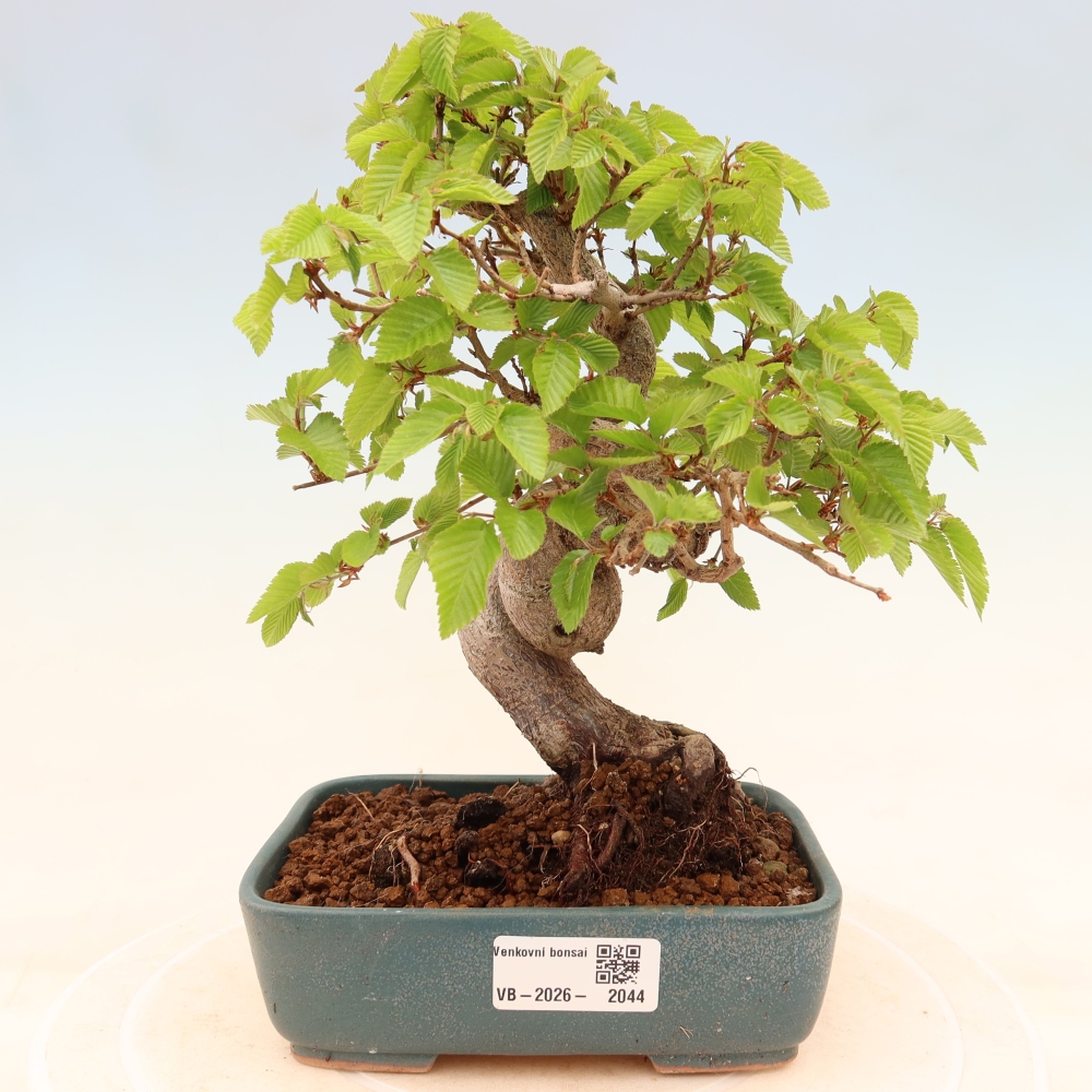 Kültéri bonsai -Carpinus Coreana - Koreai gyertyánfa