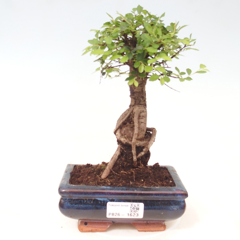 Szobai bonsai - Ulmus parvifolia - Kislevelű szilfa