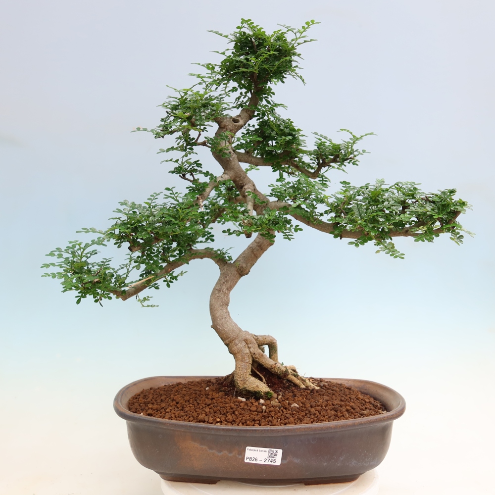 Szobai bonsai - Zantoxylum piperitum - borsfa