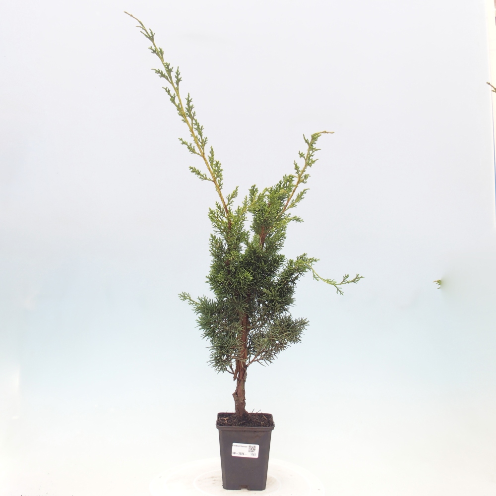 Kültéri bonsai - Juniperus chinensis Kishu