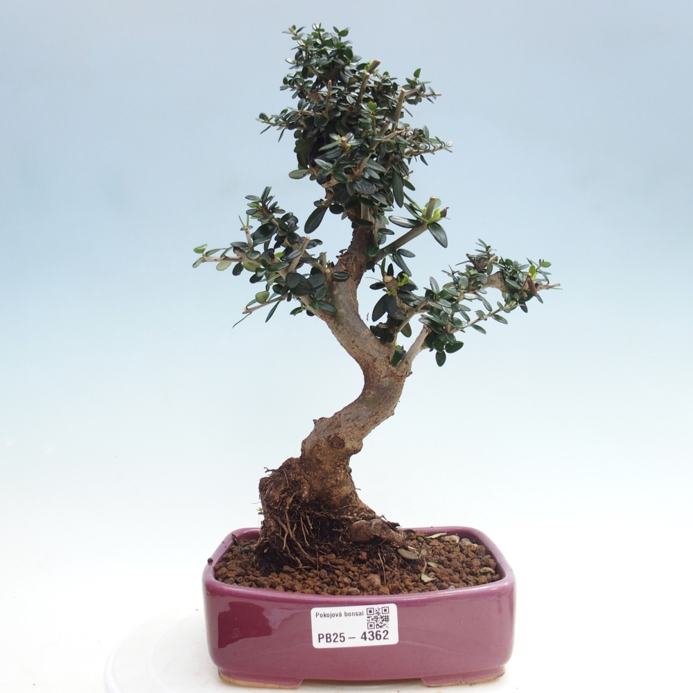 Beltéri bonsai - Olea europaea sylvestris