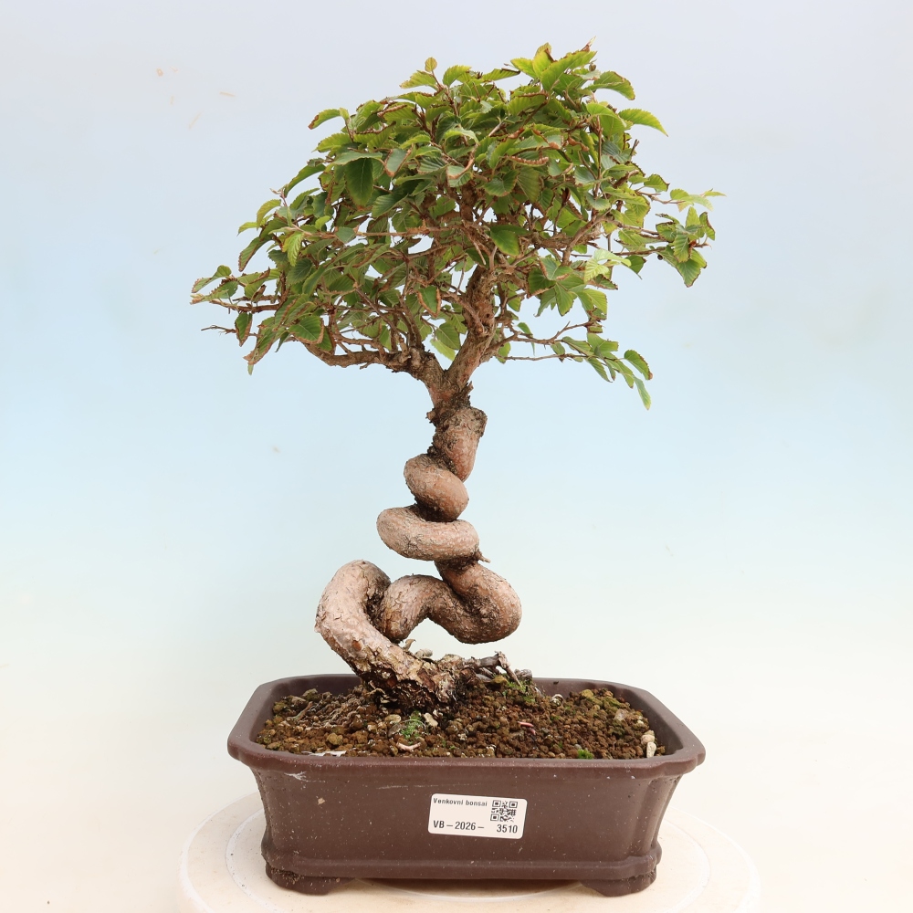 Kültéri bonsai -Carpinus CARPINOIDES - Koreai gyertyánfa
