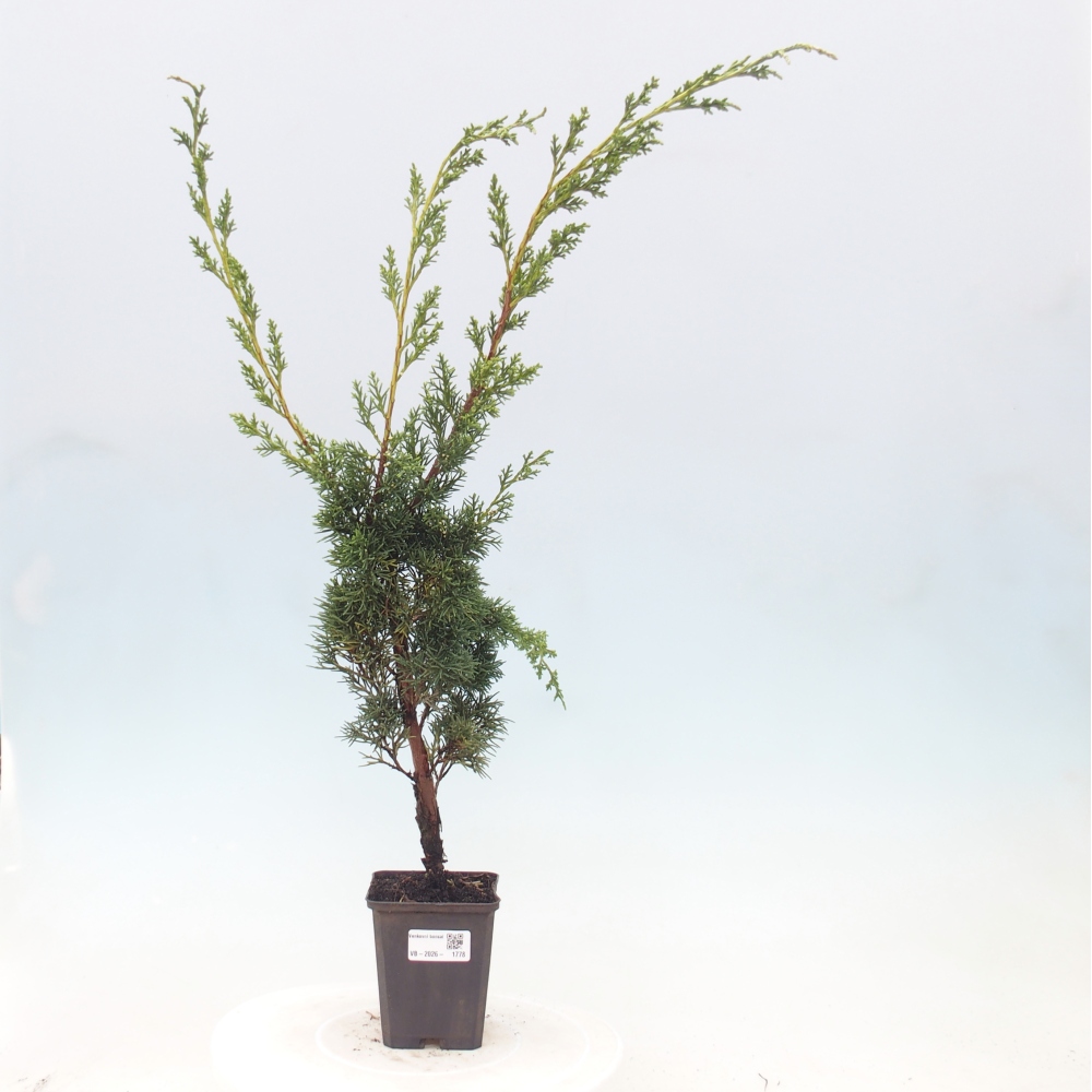 Kültéri bonsai - Juniperus chinensis Kishu