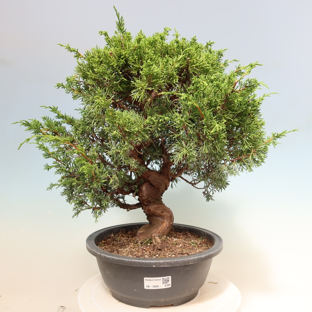Kültéri bonsai - Juniperus chinensis Itoigawa-Juniperus chinensis