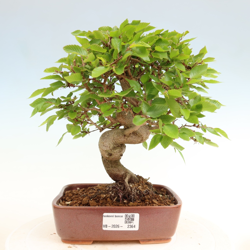 Kültéri bonsai -Carpinus Coreana - Koreai gyertyánfa