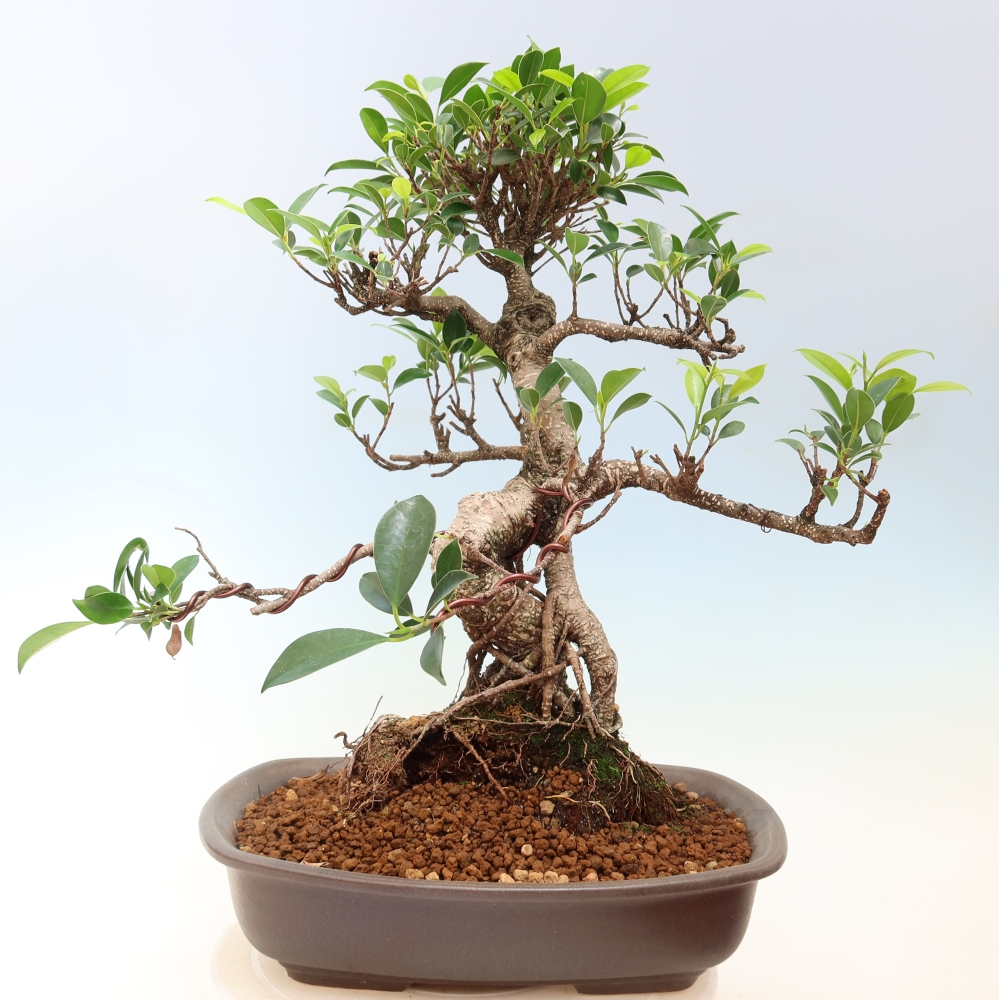 Szobai bonsai - Ficus kimmen - kislevelű fikusz