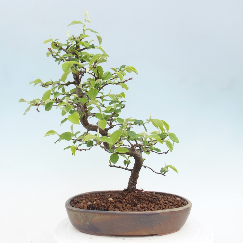 Kültéri bonsai - Chaneomeles chinensis
