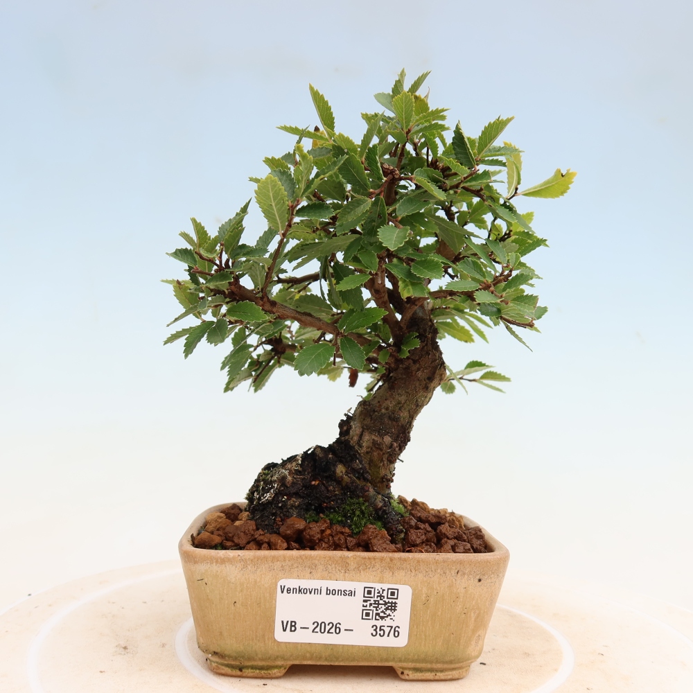 Kültéri bonsai - Zelkova - Zelkova NIRE
