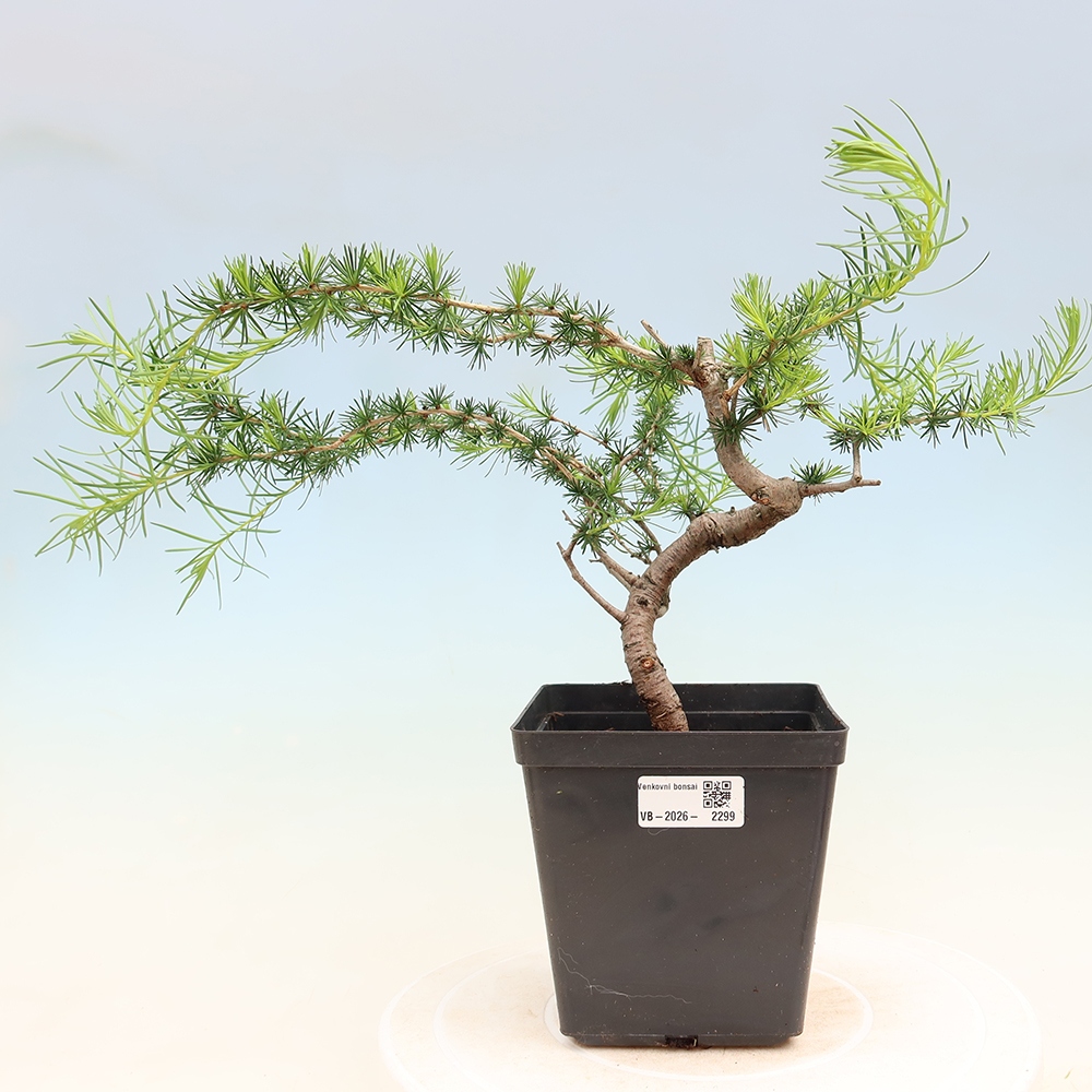 Kültéri bonsai - Larix decidua - vörösfenyő