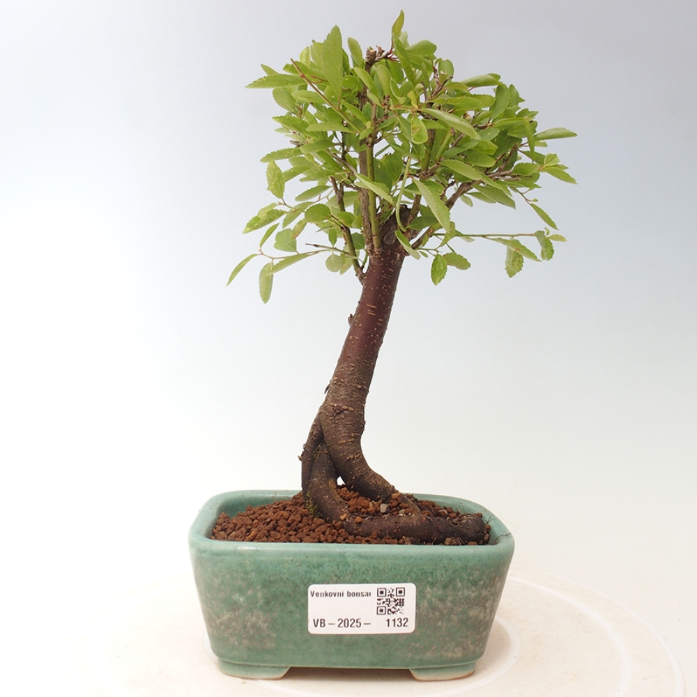 Kültéri bonsai - Prunus spinosa