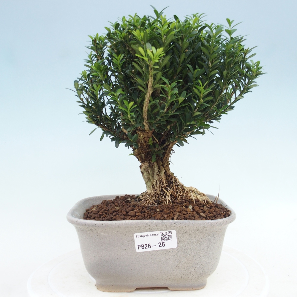 Szobai bonsai - Buxus harlandii - parafa buxus